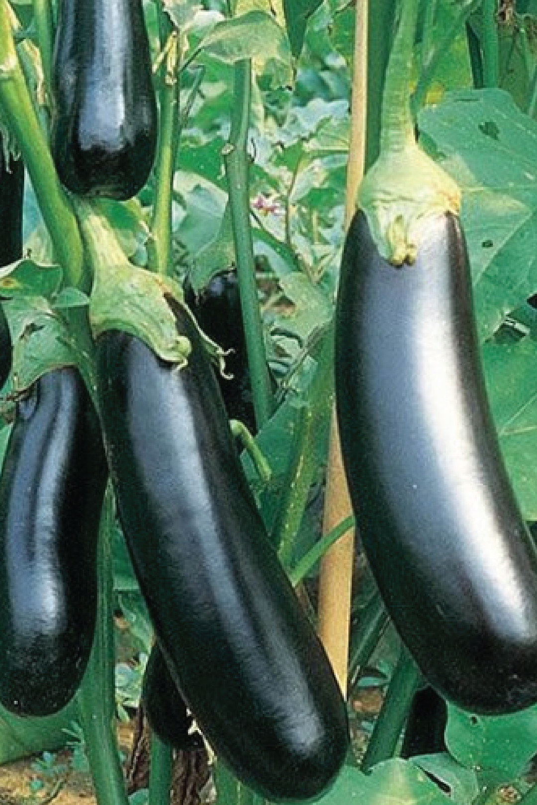 LONG EGGPLANT SEEDS <br> بذور الباذنجان الطويل