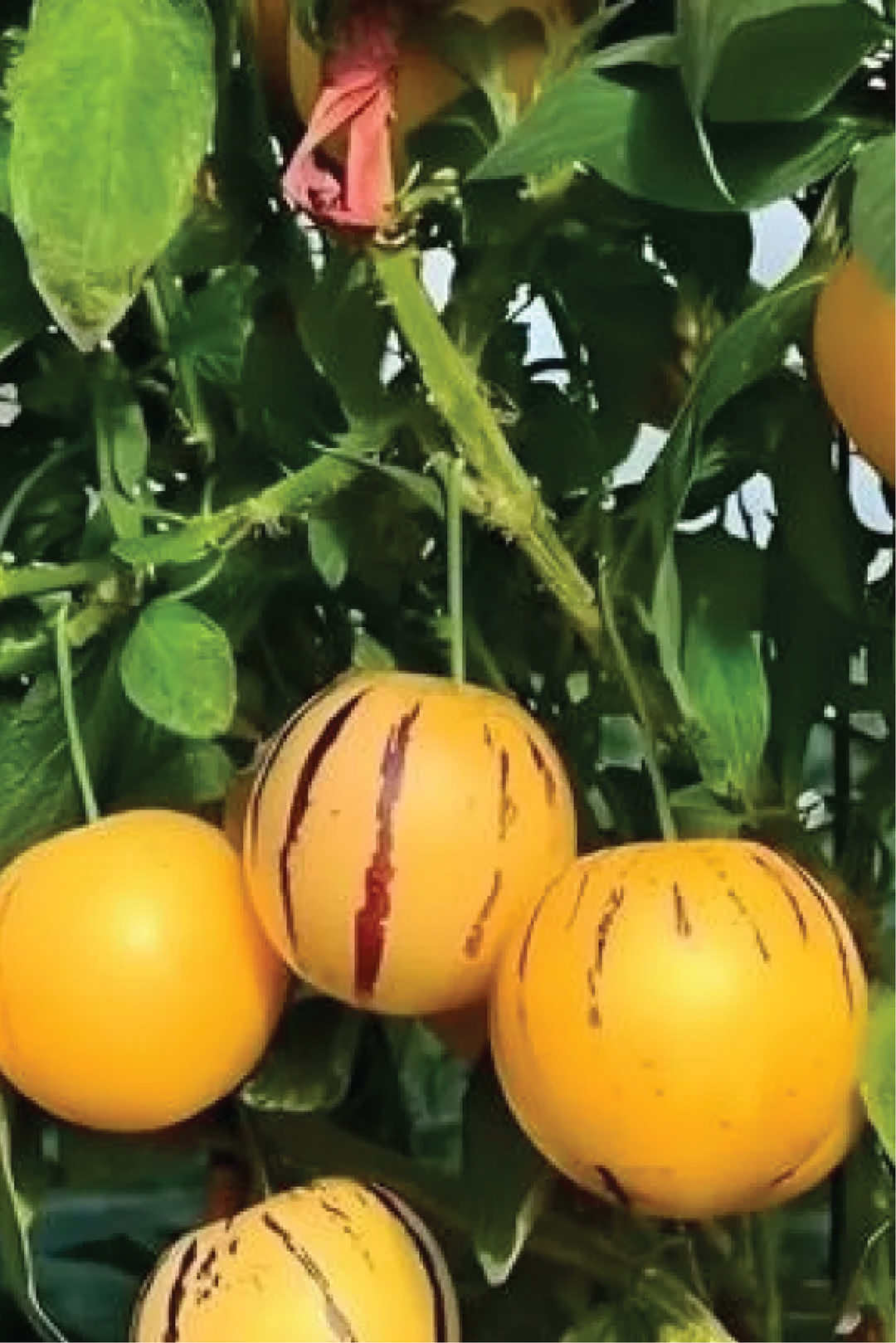 GINSENG FRUIT SEEDS <br> بذور فاكهة الجينسنغ