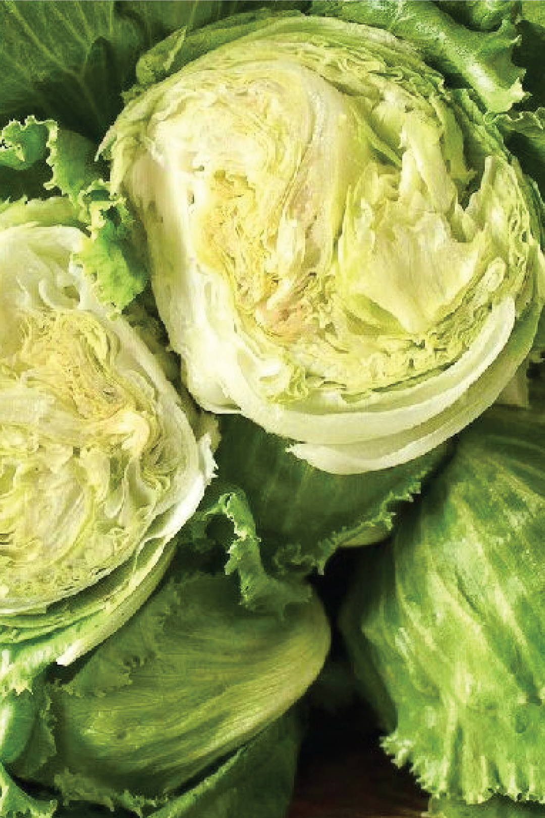ICEBERG LETTUCE SEEDS <br> بذور الخس آيسبيرغ