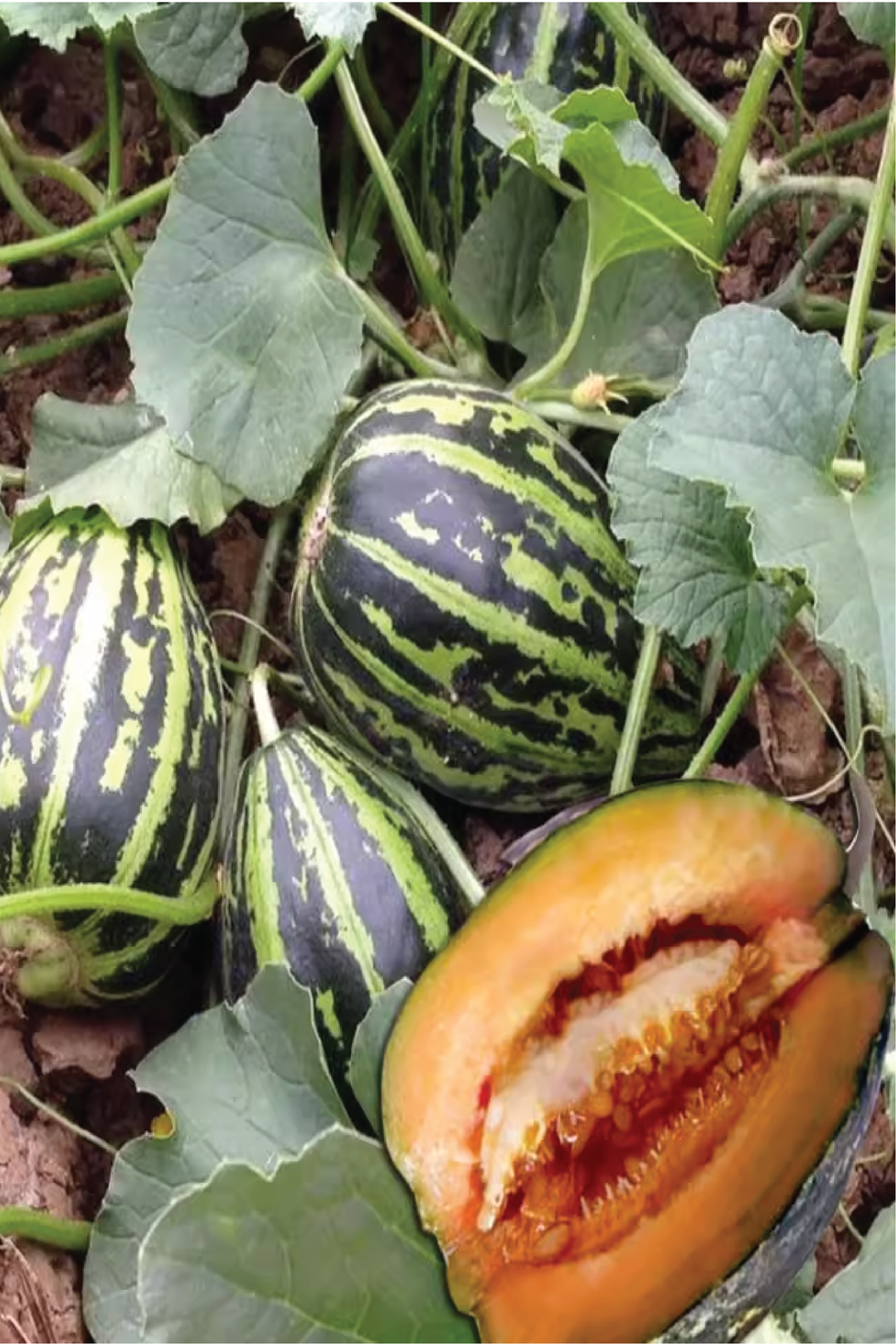 MUSKMELON SEEDS <br> بذور الشمام