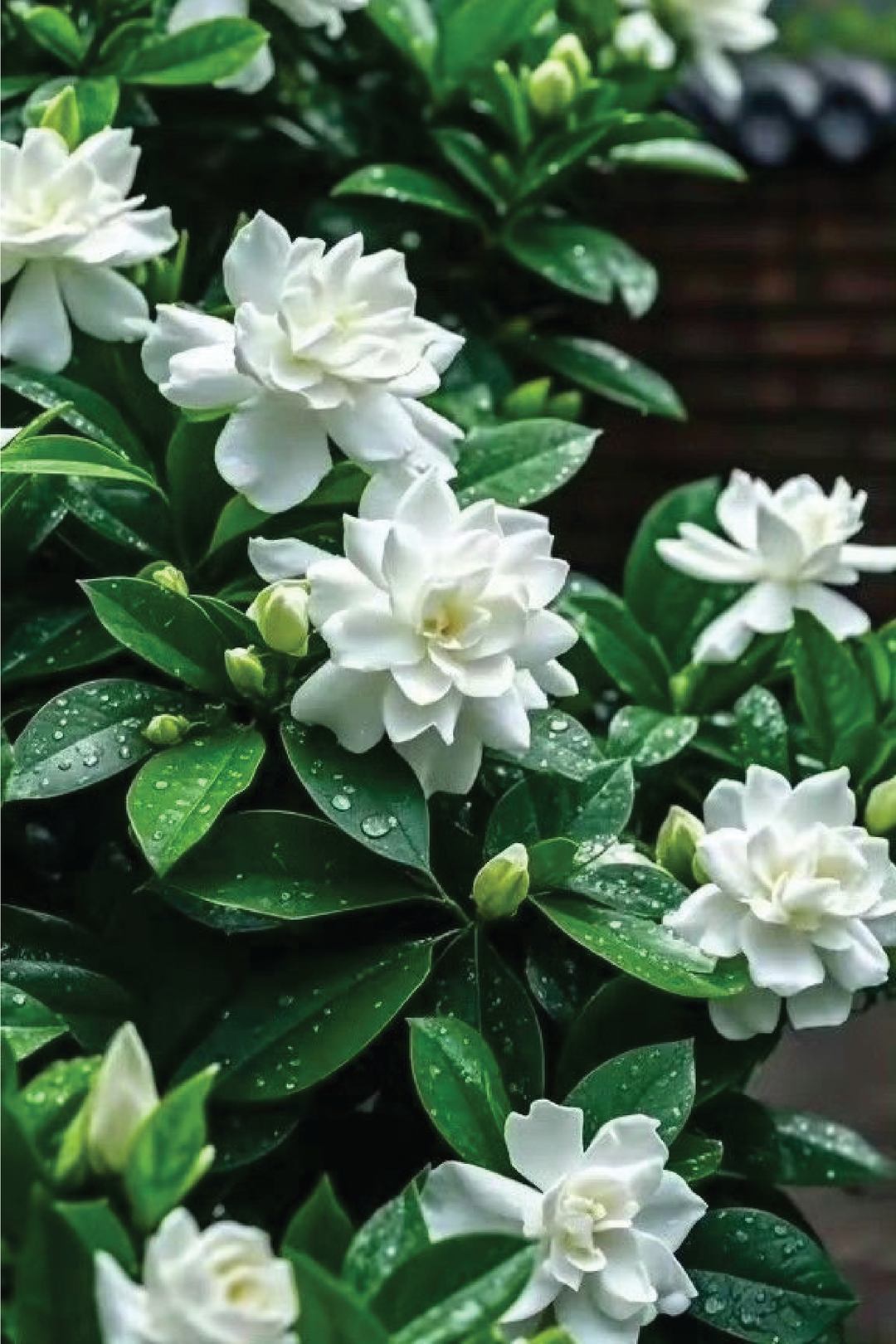 DOUBLE PETALED JASMINE SEEDS <br> بذور الياسمين الدبل