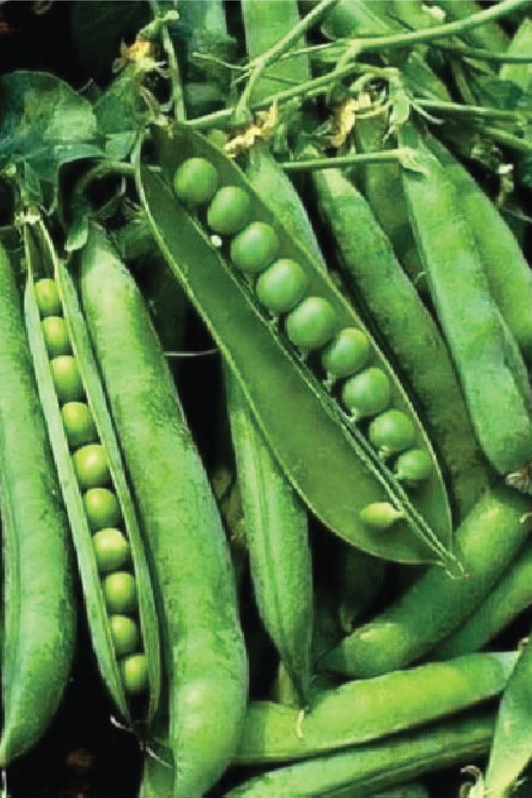 PEA SEEDS <br> بذور البازلاء