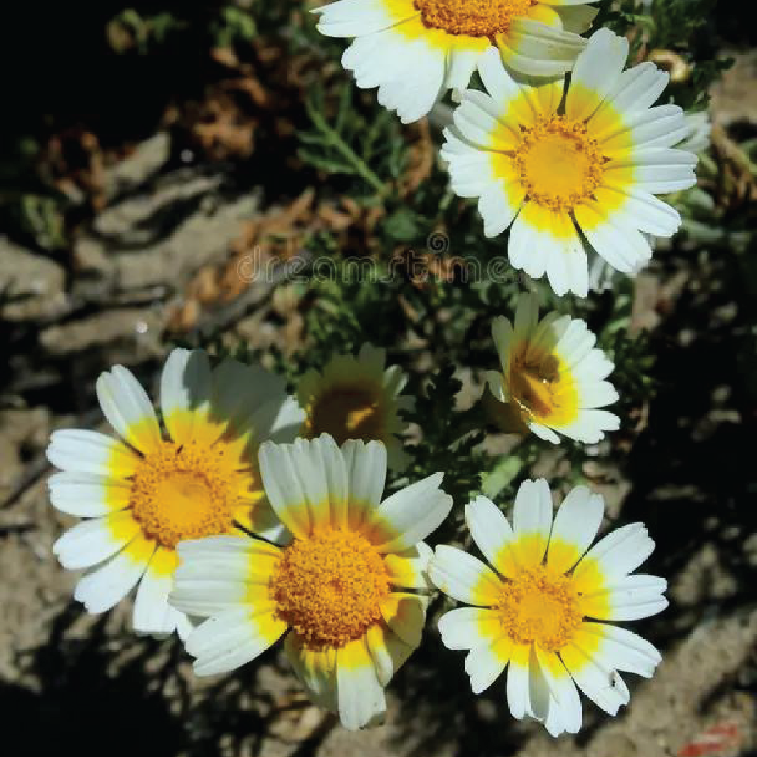 DAISY FLOWER SEEDLING <br> شتلة زهور الأقحوان