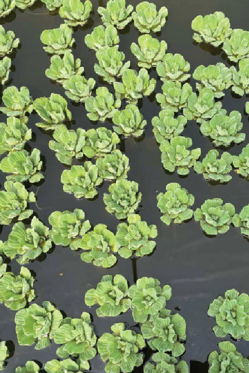 WATER LETTUCE SEEDLING <br>شتلات الخس المائي