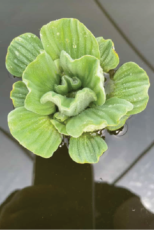 WATER LETTUCE SEEDLING <br>شتلات الخس المائي