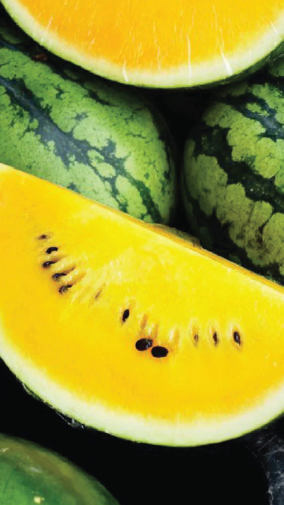 YELLOW WATERMELON SEEDLING <br> شتلات البطيخ الأصفر