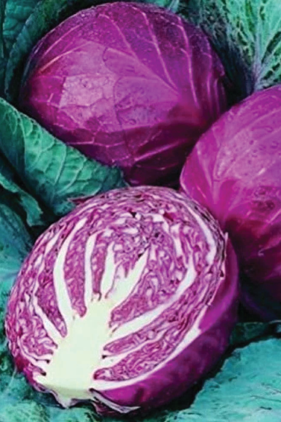 RED ACRE CABBAGE SEEDS <br> بذور الملفوف الأحمر