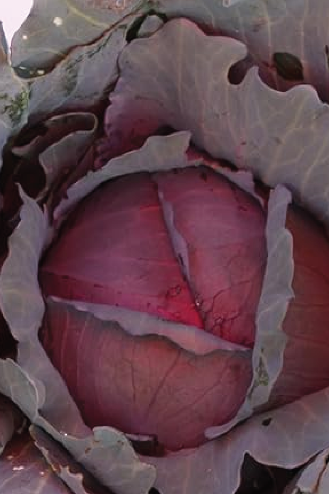 RED EXPRESS CABBAGE SEEDS <br> بذور الملفوف الأحمر اكسبرس