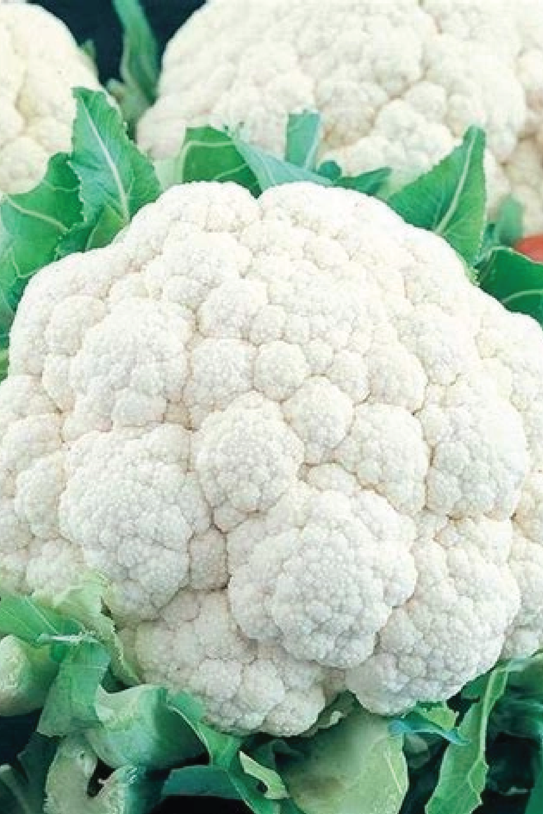 CAULIFLOWER SEEDS <br> بذور القرنبيط