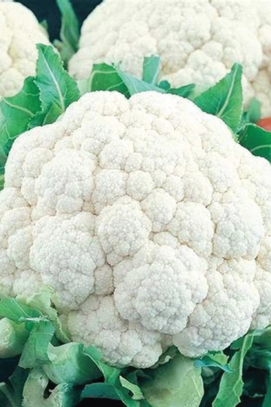 ORGANIC CAULIFLOWER SEEDLING <br> شتلات القرنبيط العضوية