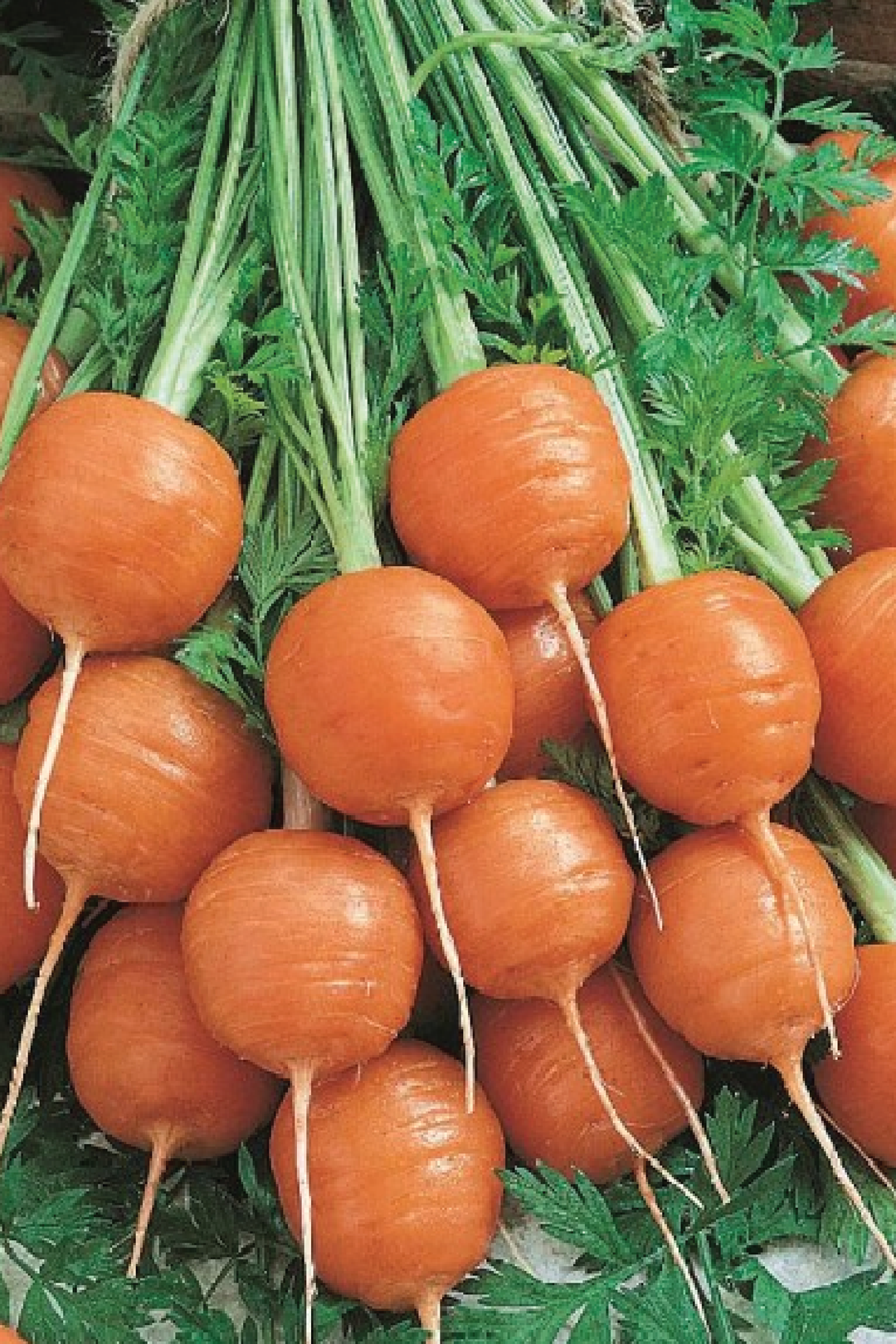 PARISIAN CARROT SEEDS <br> بذور الجزر الباريسي