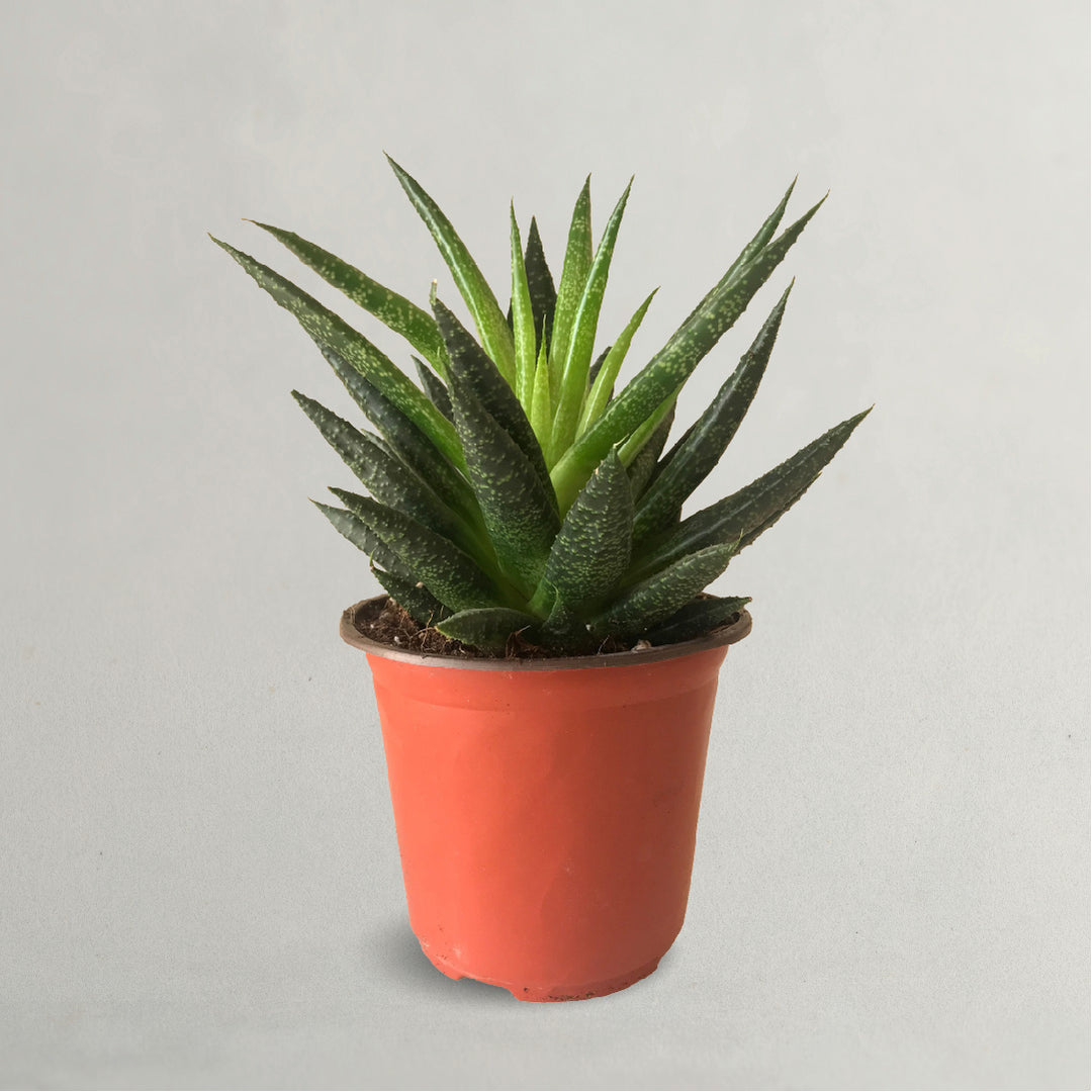 GASTERIA LILIPUTANA PLANT