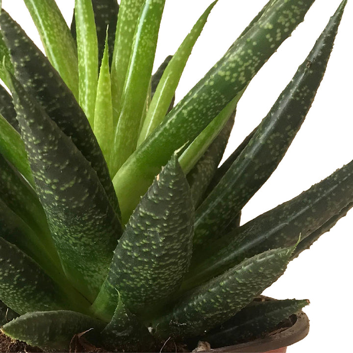 GASTERIA LILIPUTANA PLANT