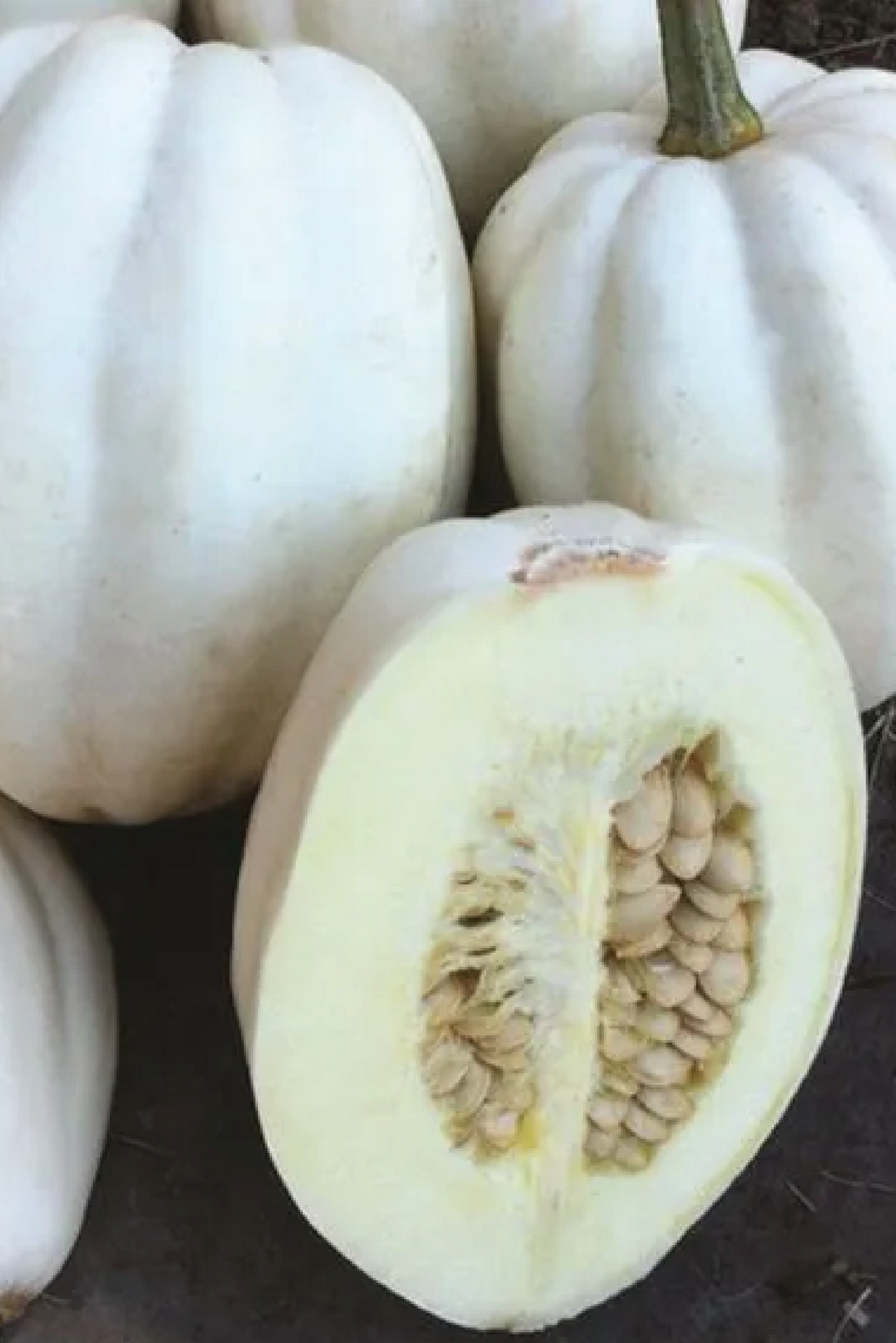 ORGANIC WHITE WINTER SQUASH SEEDLING <br> شتلات القرع الشتوي الأبيض العضوية