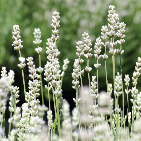 WHITE LAVENDER SEEDLING<br>شتلة الخزامى البيضاء