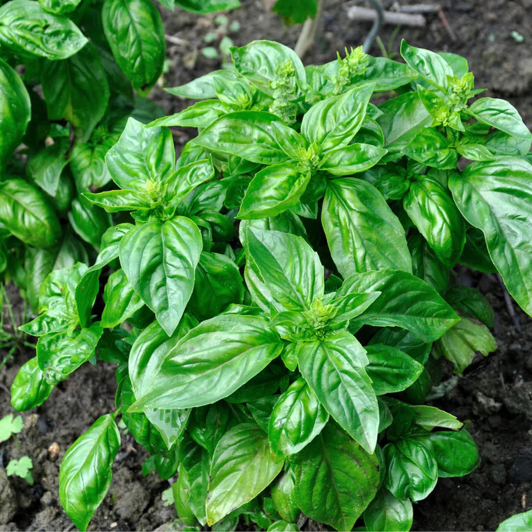 2 ORGANIC BASIL SEEDLING <BR>٢ شتلات الريحان العضوية