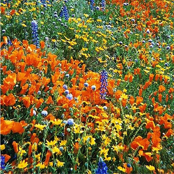 MIX WILDFLOWER SEEDS<br> بذور الزهور البرية