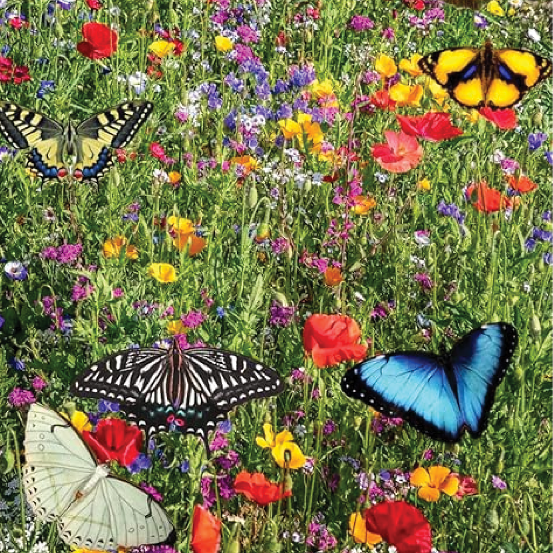 WILDFLOWERS BUTTERFLY BLEND SEEDS <br>زهور برية جاذبة للفراشات