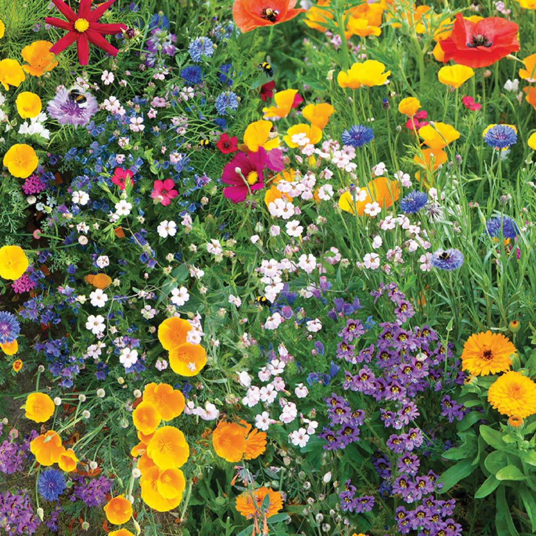 MIX WILDFLOWER SEEDS<br> بذور الزهور البرية