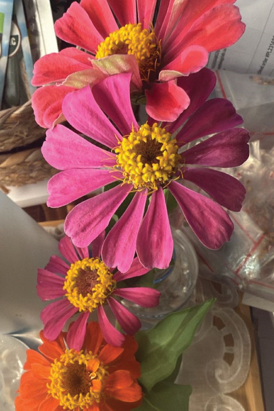 4 ZINIA MIX FOWER <Br> زهور زينيا مكس