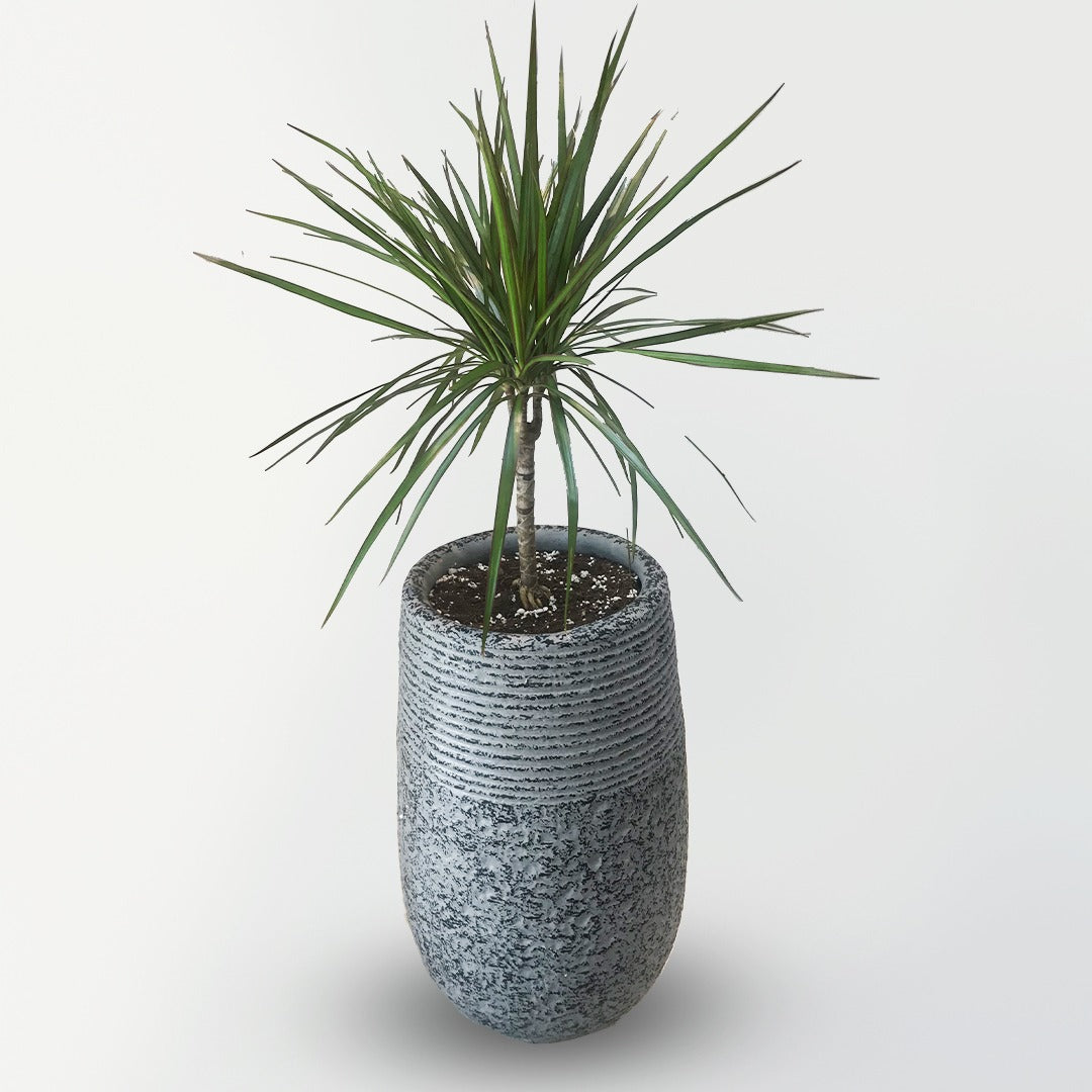 DRACAENA DRAGON TREE - DRACAENA MARGINATA | TALL INDOOR PLANTS