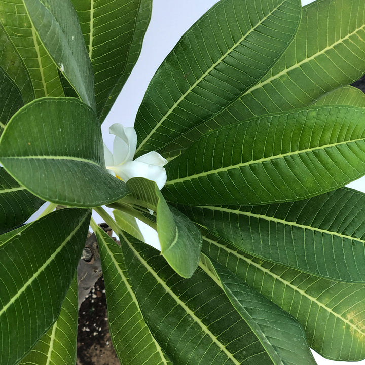 PLUMERIA OBTUSA OR PLUMERIA ALBA BUY PLANTS ONLINE