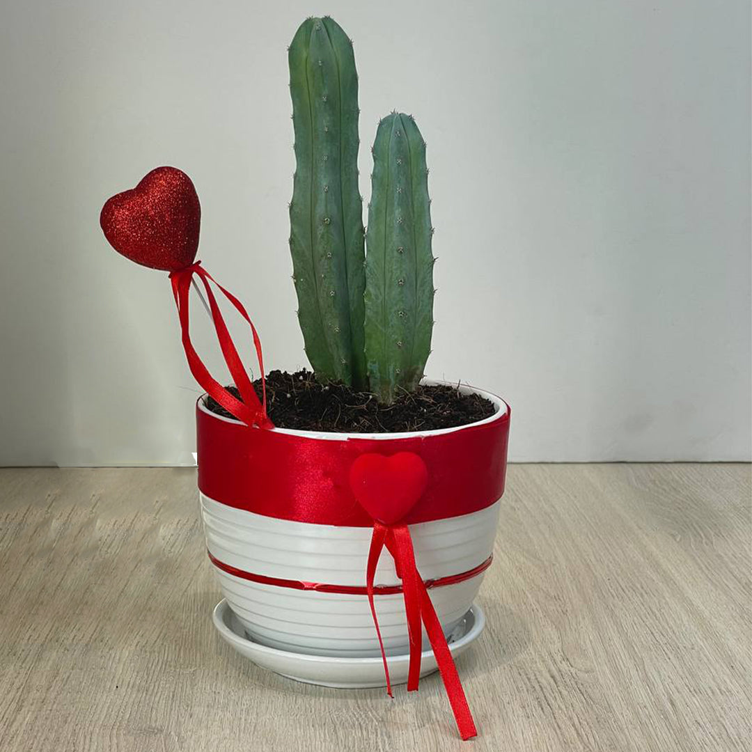 VALENTINE'S PLANT