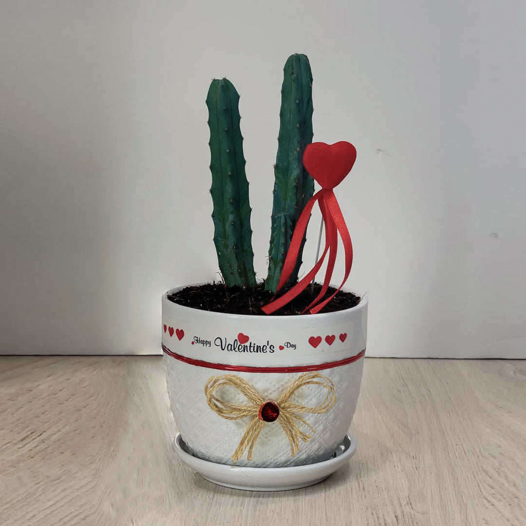 VALENTINE'S PLANT