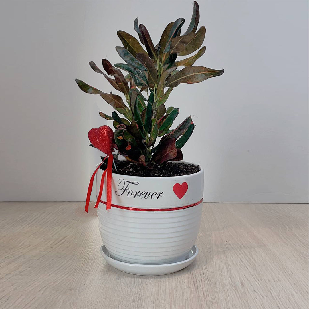 VALENTINE'S PLANT
