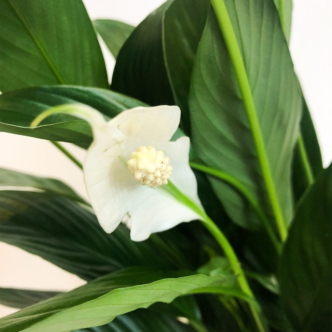 PEACE LILY  PLANT