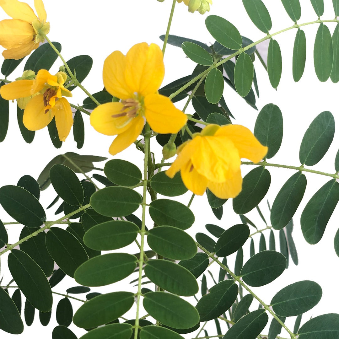 CASSIA Plant