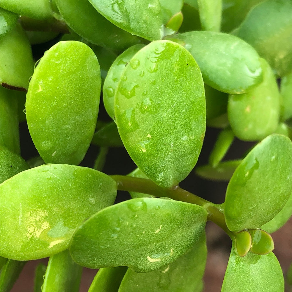 PORTULACARIA AFRA - ELEPHANT BUSH