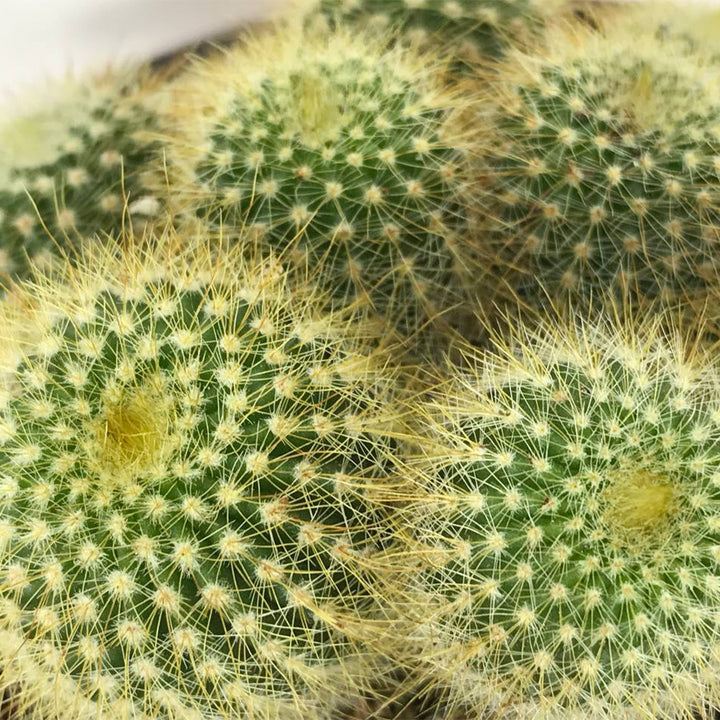 Parodia Leninghausii Cactus