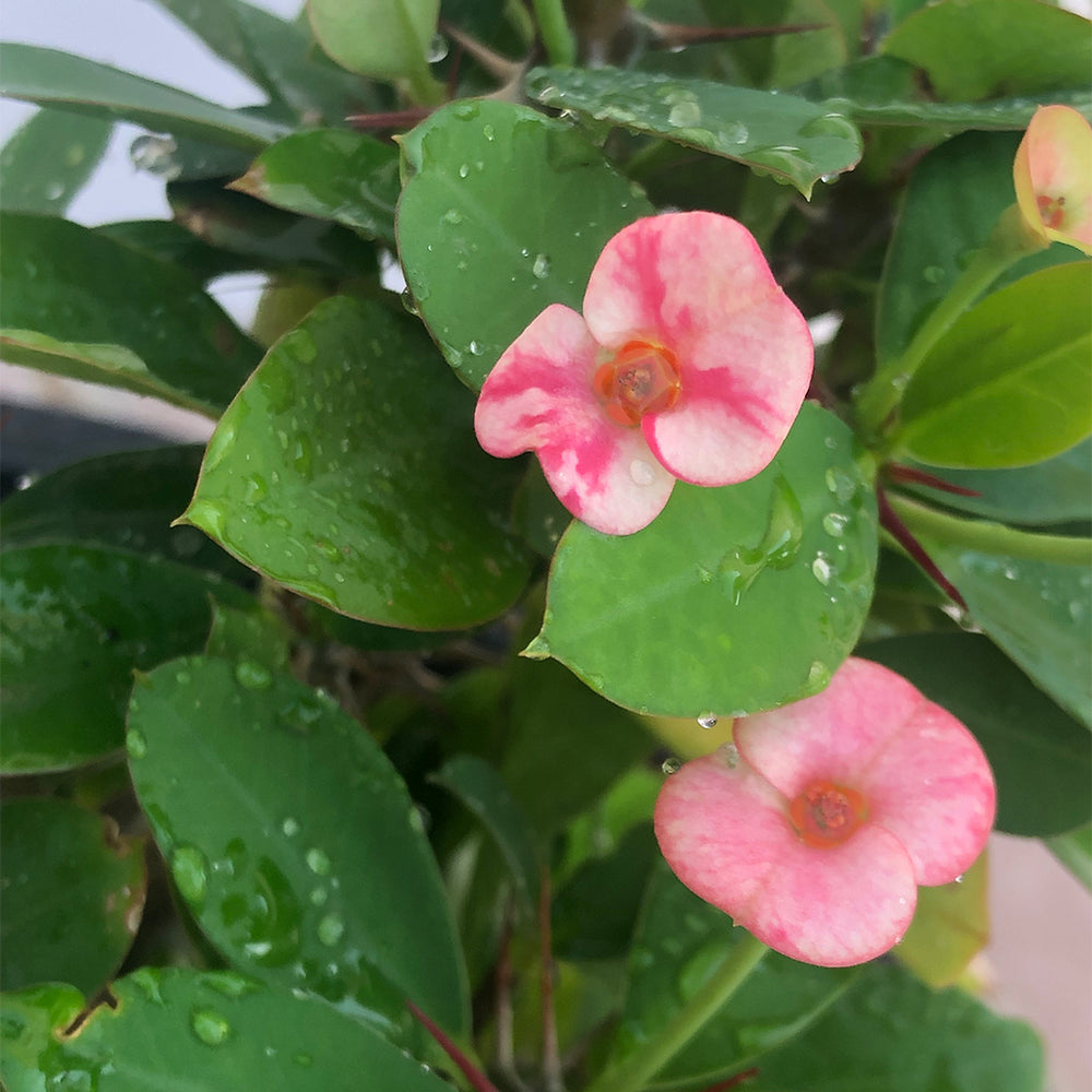 EUPHORBIA PLANT - CROWN OF THRONS
