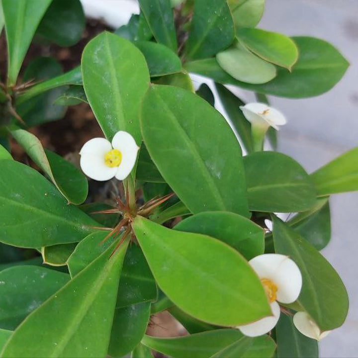 EUPHORBIA PLANT - CROWN OF THRONS - OUTDOOR PLANTS