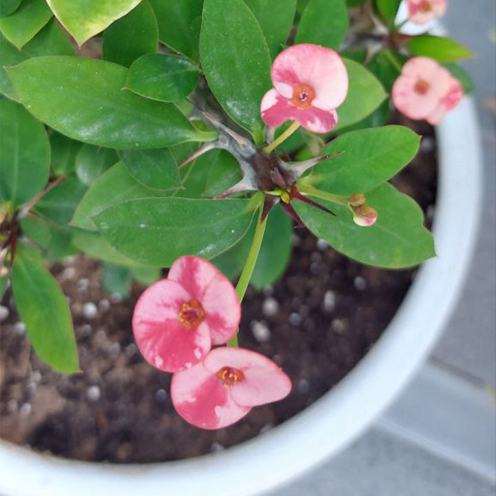 EUPHORBIA PLANT - OUTDOOR PLANTS
