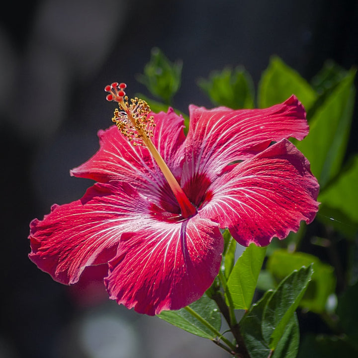 HIBISCUS FLOWER