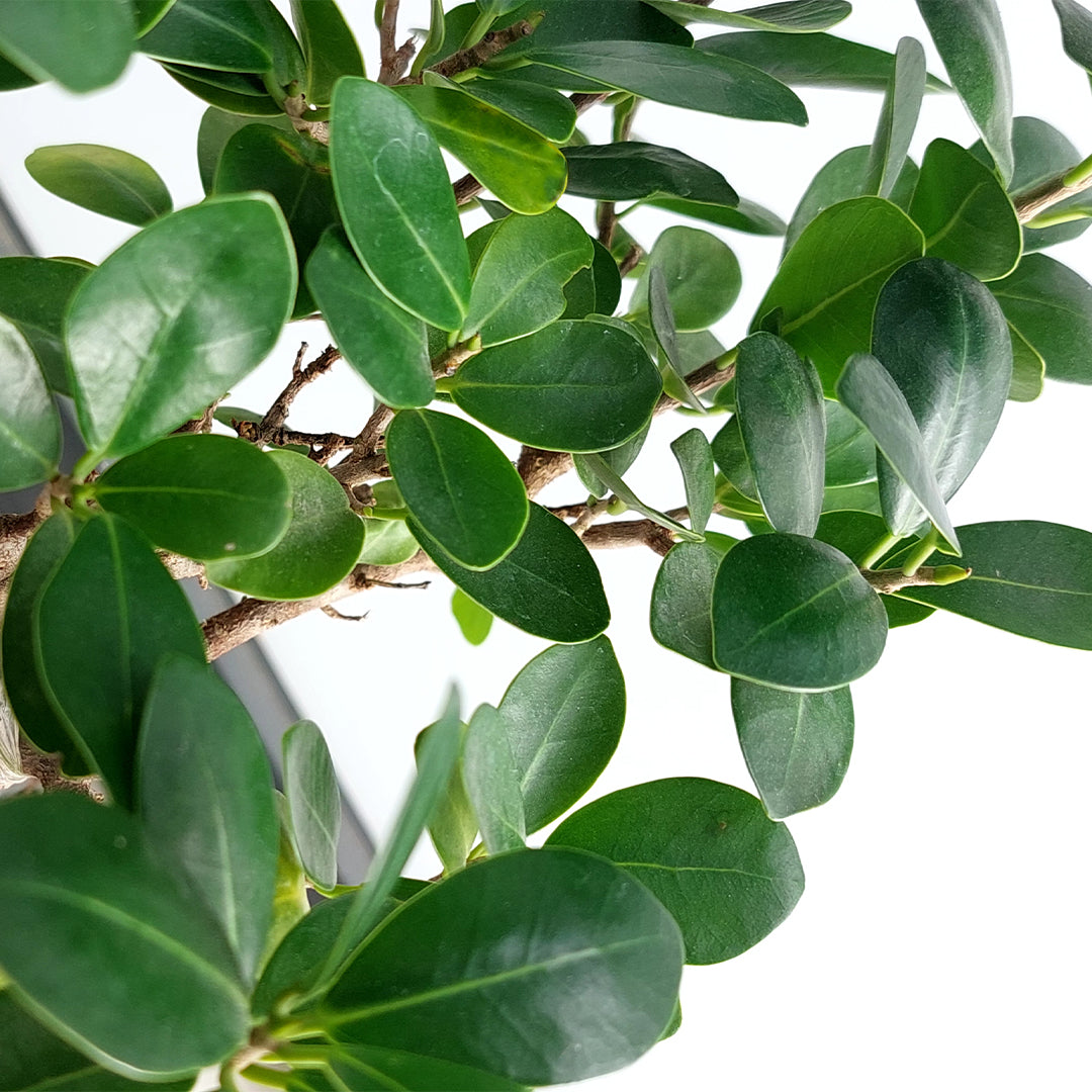 Bonsai Trees Indoor Bonsai Plants - Best Indoor Bonsai