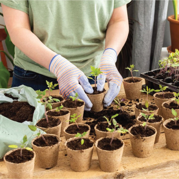 Seedlings