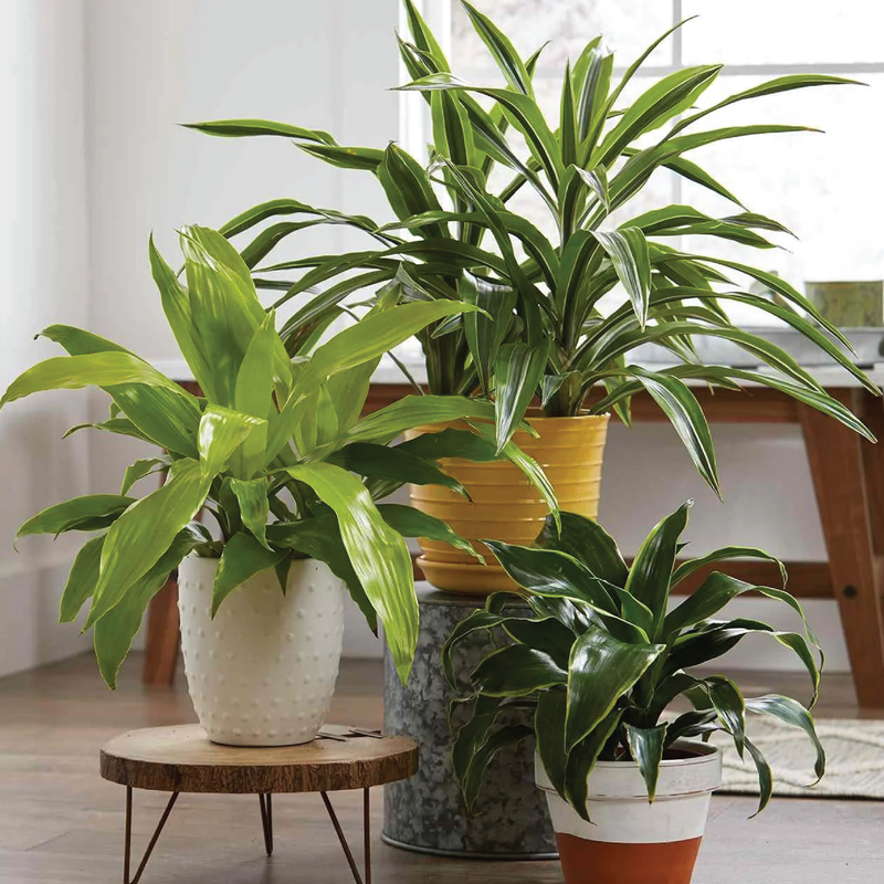 Indoor Plants