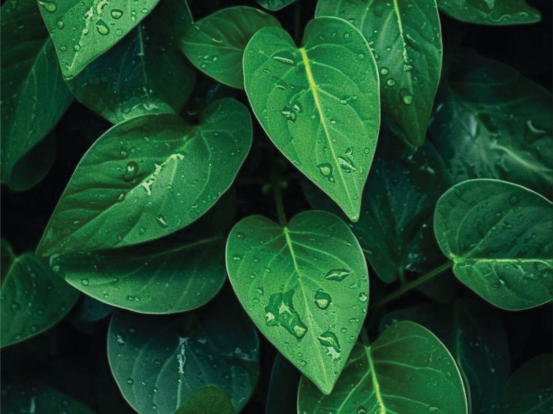 POLLINATOR SEEDS <br> بذور الملقحات
