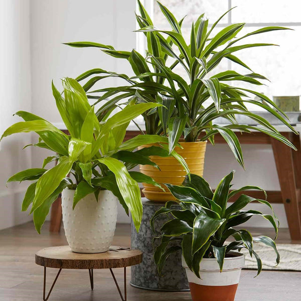 Indoor Plants