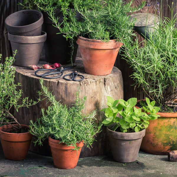 Outdoor Plants