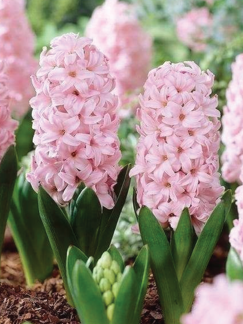 LIGHT PINK HYACINTH FLOWER BULBS <br>أبصال زهور الياقوتية وردي فاتح