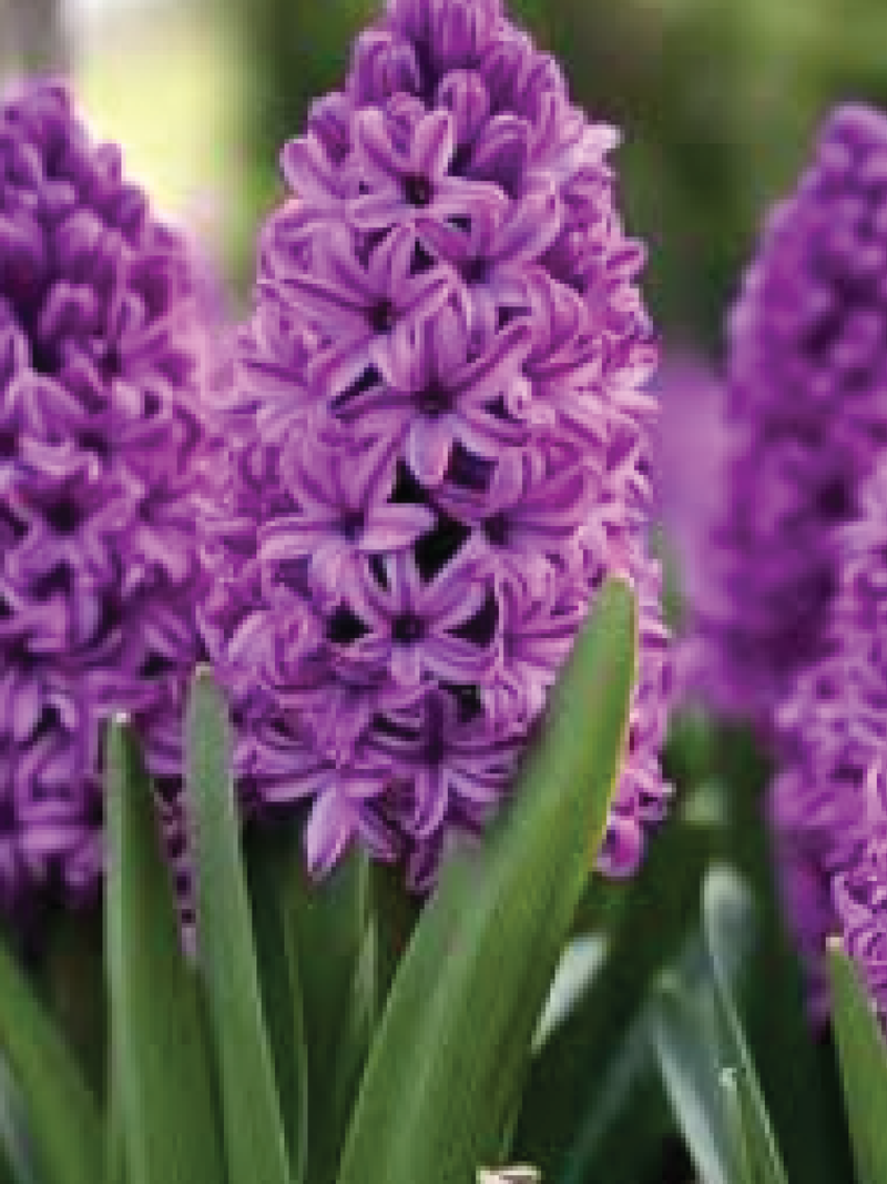 DARK PURPLE HYACINTH FLOWER BULBS <br>أبصال زهور الياقوتية بنفسجي داكن