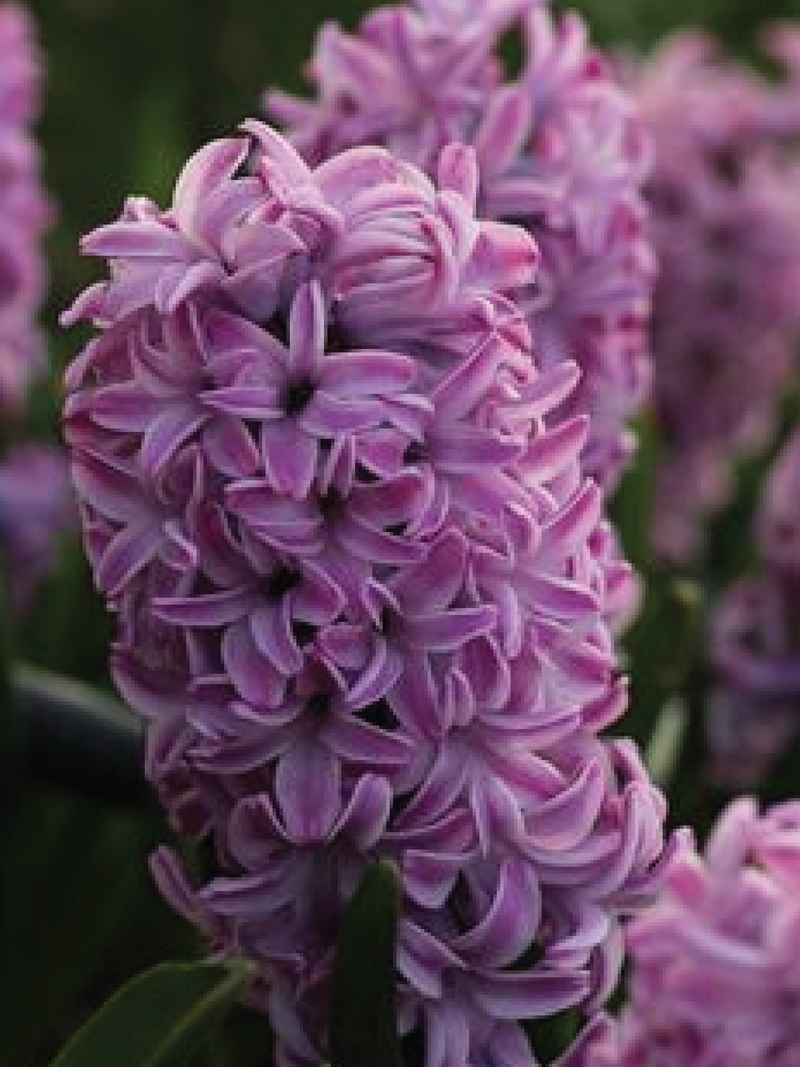 LIGHT PURPLE HYACINTH FLOWER BULBS <br> أبصال زهور الياقوتية البنفسجي الفاتح