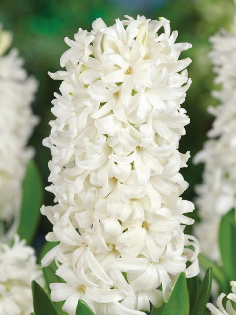 WHITE HYACINTH FLOWER BULBS <br> أبصال زهور الياقوتية أبيض