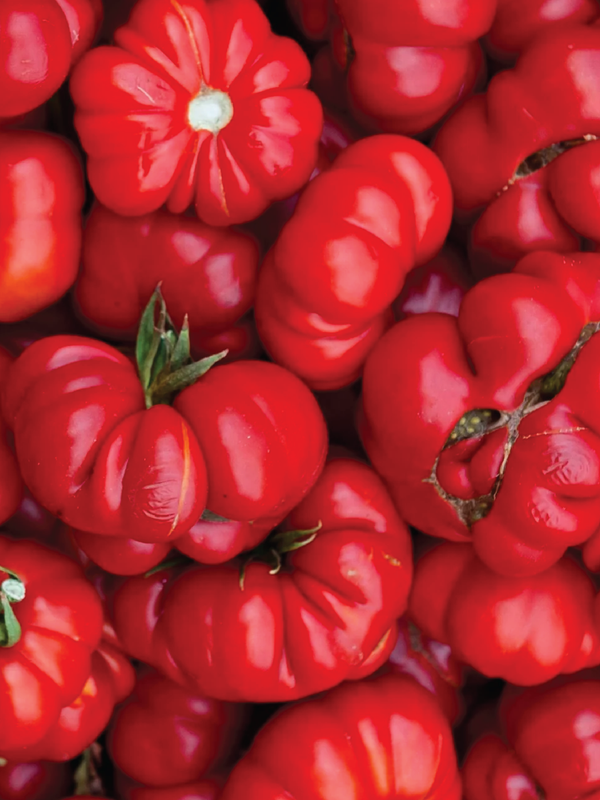 ORGANIC ROSSO SILICIUM TOMATO SEEDLING   شتلة طماطم روسو سيليسيوم العضوية