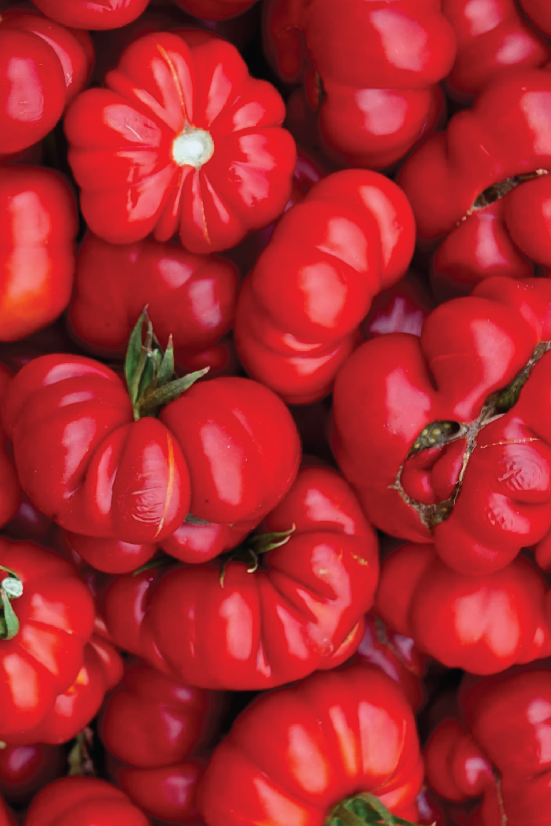 ORGANIC ROSSO SILICIUM TOMATO SEEDLING