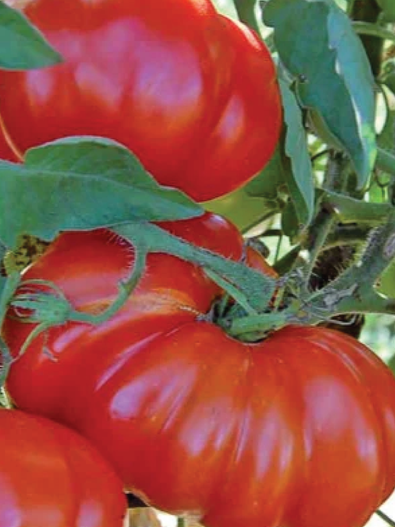 ORGANIC ROSSO SILICIUM TOMATO SEEDLING   شتلة طماطم روسو سيليسيوم العضوية